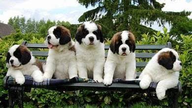 St Bernard Dog Puppy