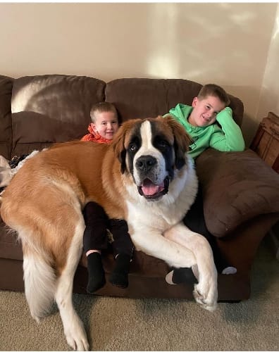 St. Bernard dog for sale